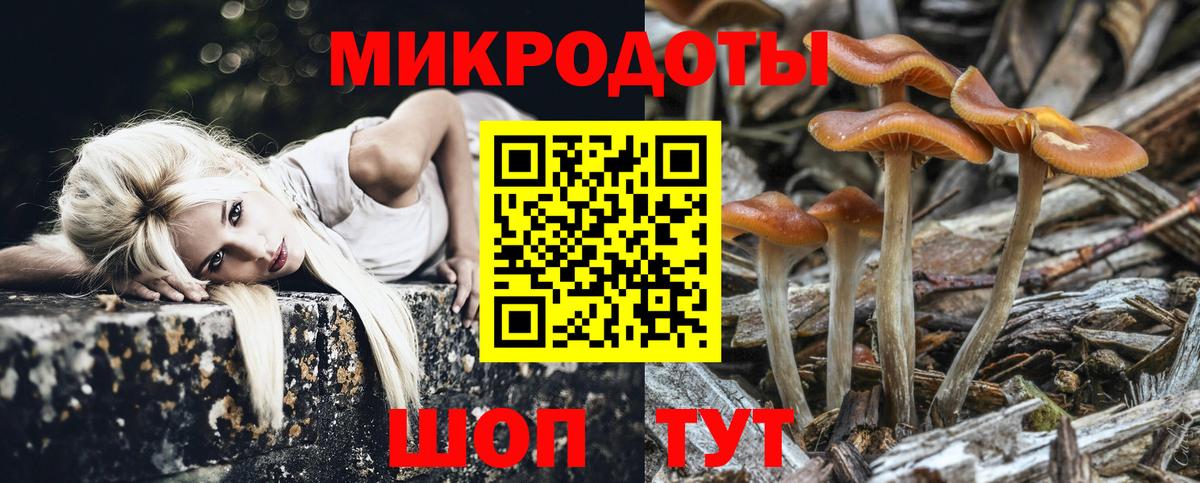 Галлюциногенные грибы Psilocybe Нововоронеж